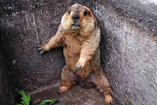 A groundhog in a square hole of some kind, pressing itself into one corner as if fearful