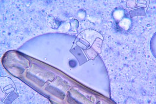 Adam Smith among Earth’s earliest bacteria