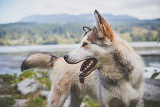 Why My Emotional Support Animal is the Most Important Part of My Life