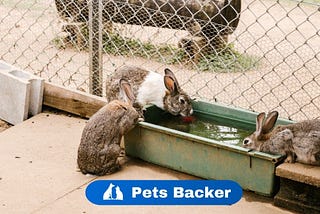 How Much Liquid Corid Water Rabbits Need?