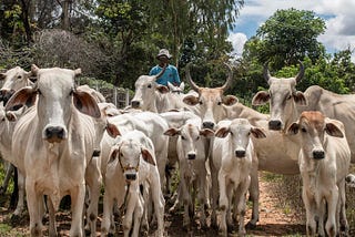 HSBC sounds alarm over investment in meat giant due to deforestation inaction