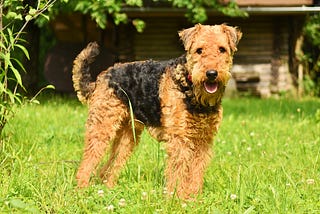 About the Airedale Terrier Breed