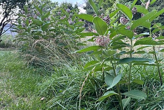 The Lazy Gardener’s Meadow