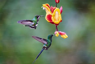 EARTH & US — Appreciating Birds
