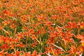 When Tiger Lilies Bloom