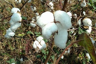Organic Cotton farming