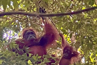 Orangutans in the Sumatran Rainforest