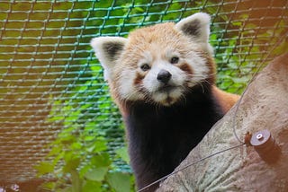 Baby Pandas!