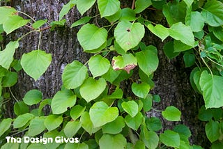 Beautiful green leaves engulf a tree.