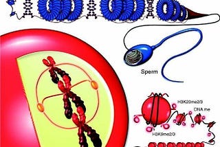 Infertility and Epigenetics- What are the implications for IVF and assisted reproduction?