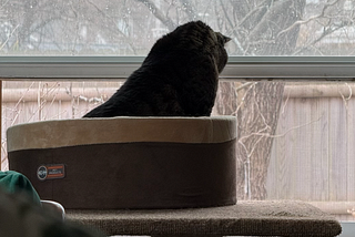 The Housecat Theory of the 10x Engineer