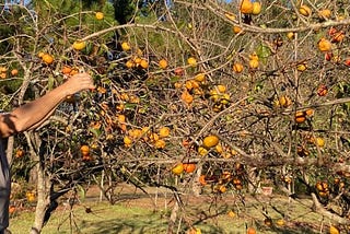 Want to Plant Those Fruit Tree Seeds? Let’s Talk About Genetics First.