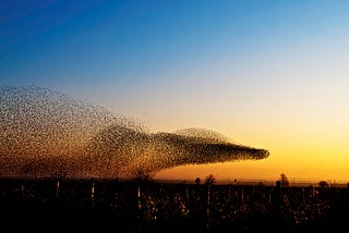 Building Organizational Murmuration with Agile Planning