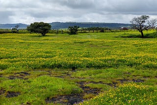 The Magic of Kaas Pathar and Mesmerizing Panchgani