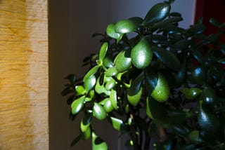 A well maintained and cared jade plant enjoying the sunbath in a house