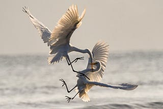 Two white birds flying above water — it looks like they could be in conflict.