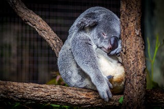 A sleeping koala sits on a tree branch.