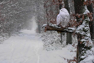 Snowy Owl, Quebec, Canada