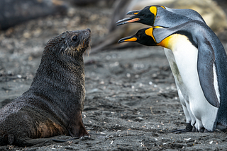 Three penguins judging a seal pup.