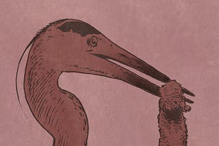 An Illustrated Guide to Bay Area Water Birds