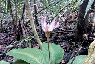 Meditations on the Jungle.