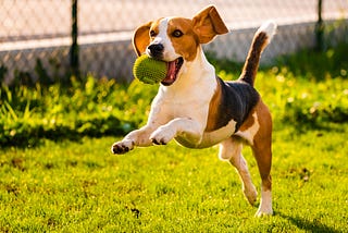 Pavlov’s Dog Experiment