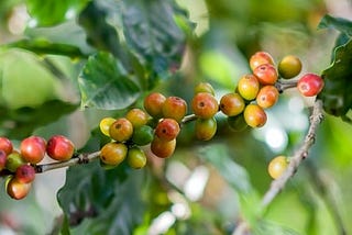 The bitter reality of unsustainable coffe…and what you can do to stop it