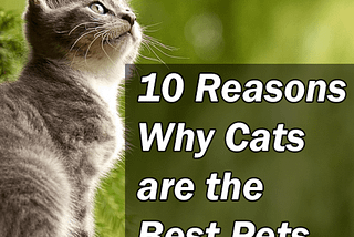 Top Reasons to Adopt from an Animal Shelter