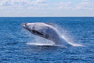 Capital, Riesgo y Ballenas