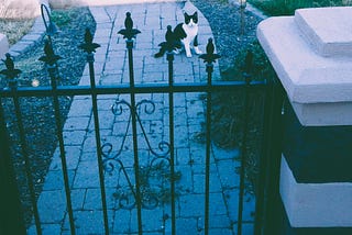 A cute black and white cat, looking at the photographer from behind the safety of a wrought iron gate.