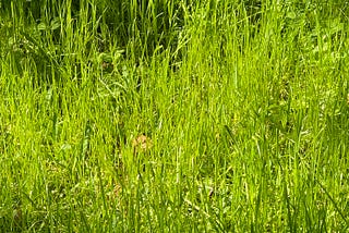 Why Fresh-Cut Grass Smells Like Summer