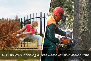 Image presents DIY Or Pro? Choosing A Tree Removalist In Melbourne