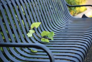 Plant growing through a bench