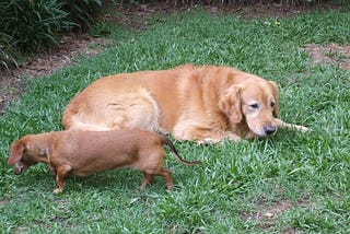 Picture of Ernie and Lucy, the wiener dog