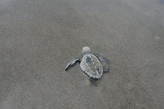 One baby turtle crawls through the sand.