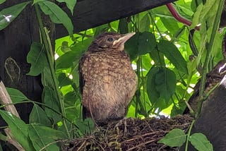 A wonderful summer with blackbirds