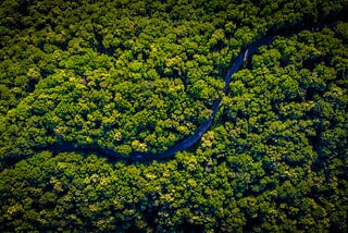 Amazon Forest is the most dangerous forest in the World