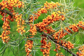 Picking berries, protecting mountains