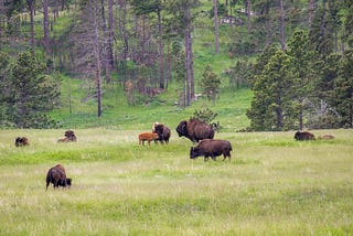 Data Science for Biodiversity