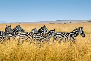 Investing in Biodiversity, Investing in Justice: Rethinking Conservation Finance