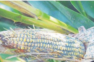 Maize kernel loaded with Aflatoxins