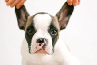 Giving pets a voice- a UX case study