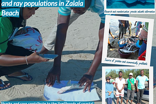Safeguarding Livelihoods and Shark and Ray Populations in Mozambique