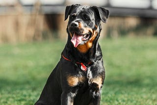 Rottweilers