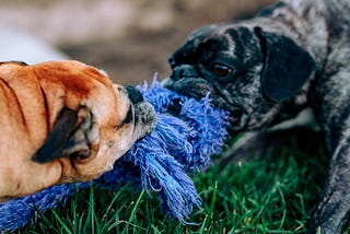 A brown dog and a black dog pulling in opposite directions on a rope toy