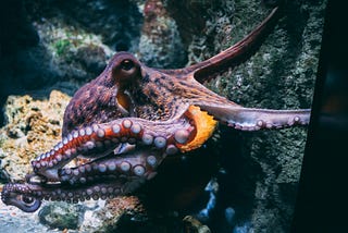 The best email octopus alternatives in 2024
