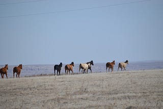 Three Short Poems of Peace From Pine Ridge Reservation