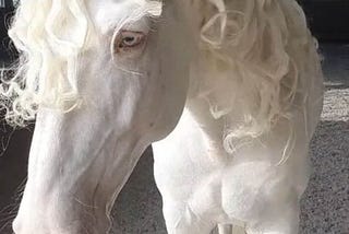 Nora the fairy of war and healing