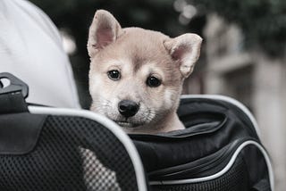 The Delightful Domestication Of The Human Mind