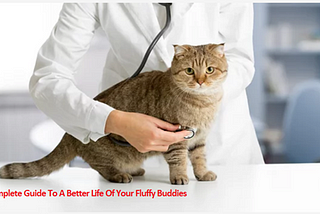 A Complete Guide To A Better Life Of Your Fluffy Buddies